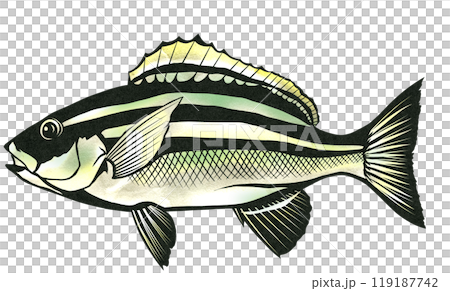 どんな調理でも美味しい魚イサキの切り絵イラスト どんな調理でも美味しい魚イサキの切り絵イラスト 119187742