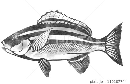 旬の魚イサキの白黒イラスト 119187744