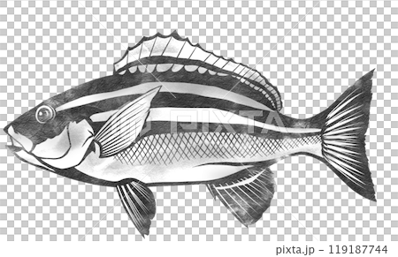旬の魚イサキの白黒イラスト 119187744