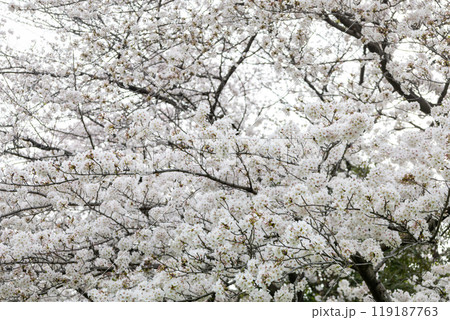 まるで雪の様に幻想的に見える満開の桜 まるで雪の様に幻想的に見える満開の桜 119187763
