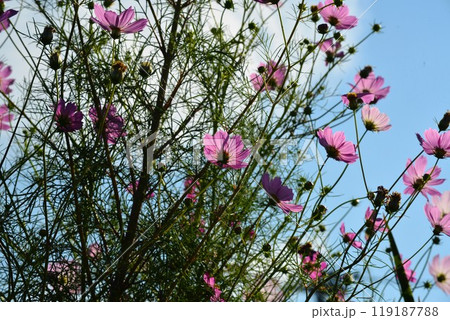 青空に映えるコスモス 119187788