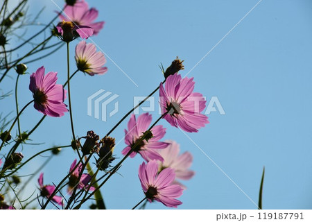 青空に映えるコスモス 119187791