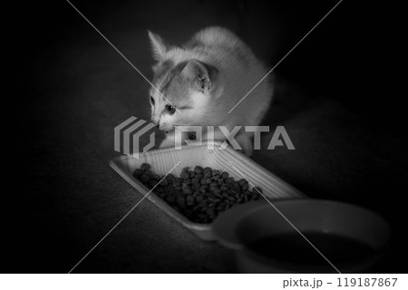 子猫まっしぐら~もぐもぐタイム~ 子猫まっしぐら~もぐもぐタイム~ 119187867