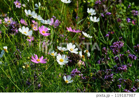 オオハルシャギク（大春車菊）コスモス 119187987