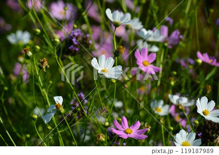 オオハルシャギク（大春車菊）コスモス 119187989