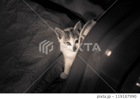 ひとり遊び~可愛い子猫~ ひとり遊び~可愛い子猫~ 119187990
