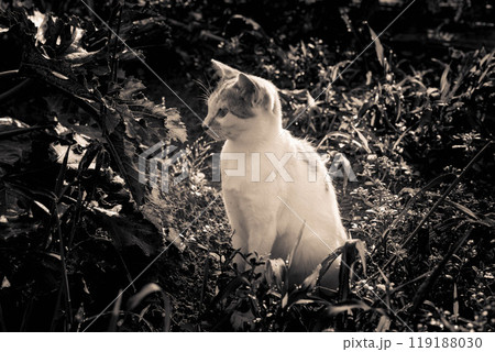 モーニング猫。 モーニング猫。 119188030
