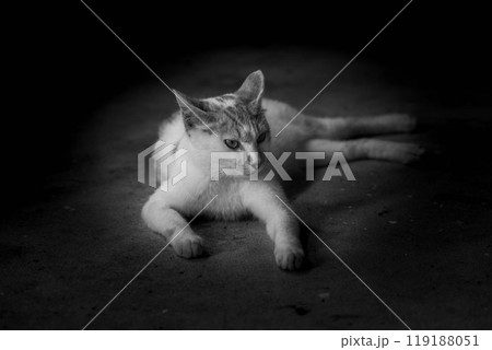 リラックスタイム~のらねこ~ リラックスタイム~のらねこ~ 119188051
