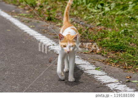 猫と一緒の散歩道 119188100