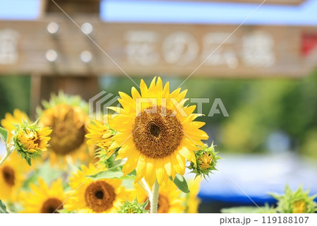 ひまわりのある風景 ひまわりのある風景 119188107