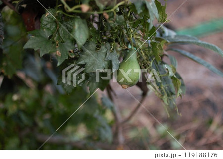 カラスウリ，黄カラスウリ 119188176