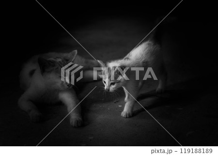 親子水入らず~目を細める母猫~ 親子水入らず~目を細める母猫~ 119188189