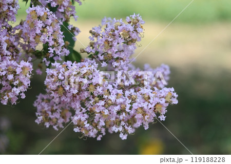 夏の白い花 119188228