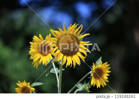 ひまわりのある風景 119188261