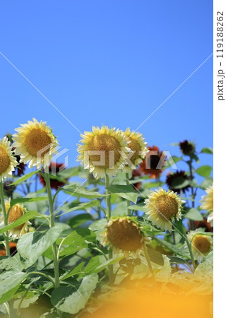 ひまわりのある風景 119188262