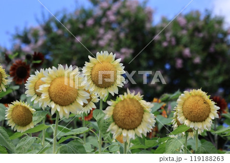 ひまわりのある風景 119188263