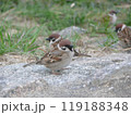 餌探しに来たスズメ 119188348
