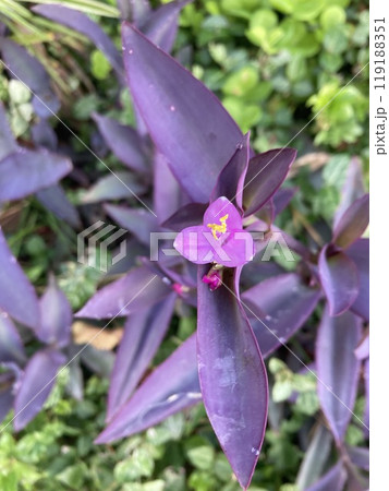 ムラサキゴテン ムラサキゴテン 119188351