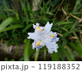 シャガの花に虫 119188352