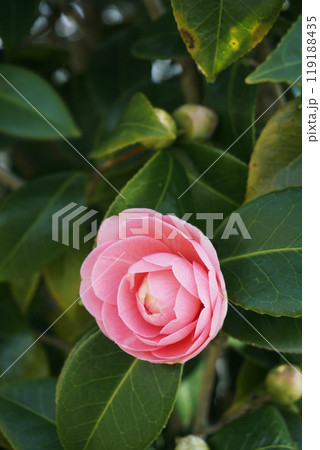 春3月ピンクの花びらのオトメツバキ 春3月ピンクの花びらのオトメツバキ 119188435