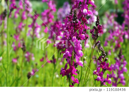 春3月のピンクのヒメキンギョソウの花 春3月のピンクのヒメキンギョソウの花 119188436