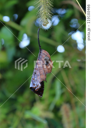 猫じゃらしにぶら下がる枯葉とカタツムリ 119188466