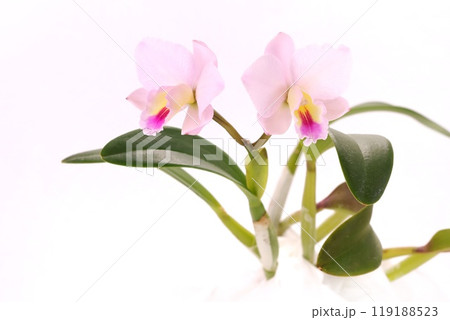 淡いピンク色のカトレア　ミニカトレア　明るい背景 119188523