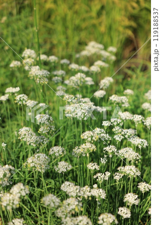 夏の白い花 119188537