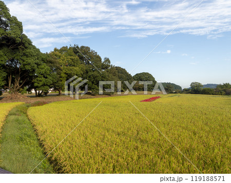 彼岸花が咲く明日香村の田園風景 119188571