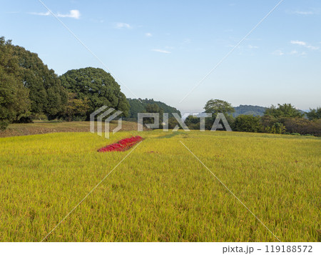 彼岸花が咲く明日香村の田園風景 彼岸花が咲く明日香村の田園風景 119188572
