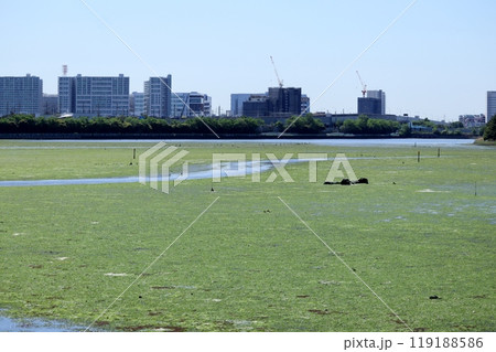 都会のオアシス、春の谷津干潟は新鮮でみずみずしい 119188586