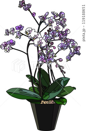 花の鉢植えイラスト、背景透明 119188651