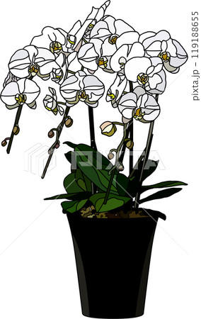花の鉢植えイラスト、背景透明 花の鉢植えイラスト、背景透明 119188655
