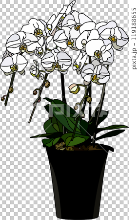 花の鉢植えイラスト、背景透明 花の鉢植えイラスト、背景透明 119188655
