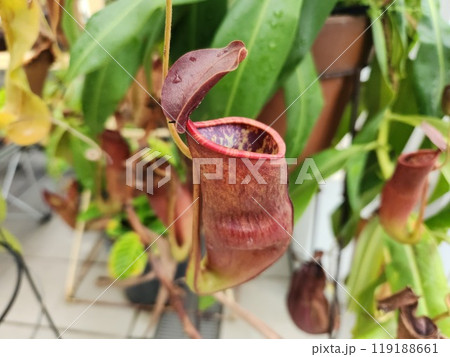 ウツボカズラ 119188661