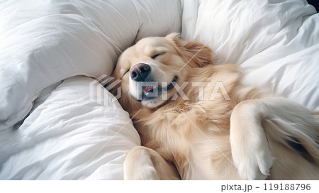 すやすや眠る愛犬 すやすや眠る愛犬 119188796