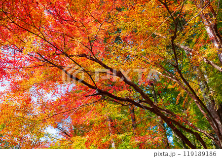 香嵐渓の紅葉 119189186