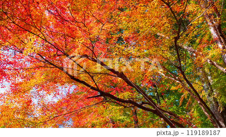 香嵐渓の紅葉 香嵐渓の紅葉 119189187