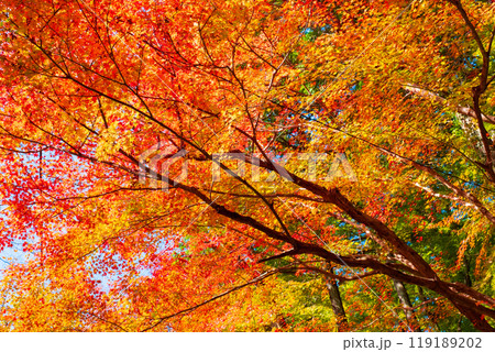 香嵐渓の紅葉 119189202