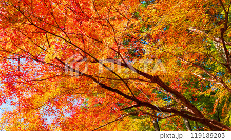 香嵐渓の紅葉 119189203