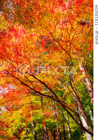 香嵐渓の紅葉 119189204