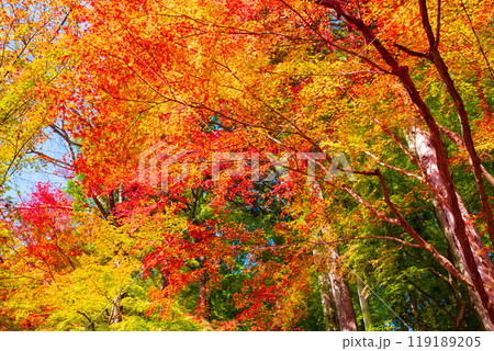 香嵐渓の紅葉 香嵐渓の紅葉 119189205