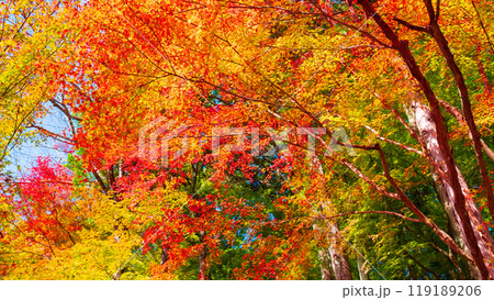 香嵐渓の紅葉 香嵐渓の紅葉 119189206