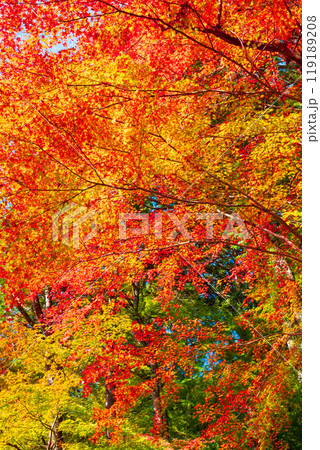 香嵐渓の紅葉 香嵐渓の紅葉 119189208