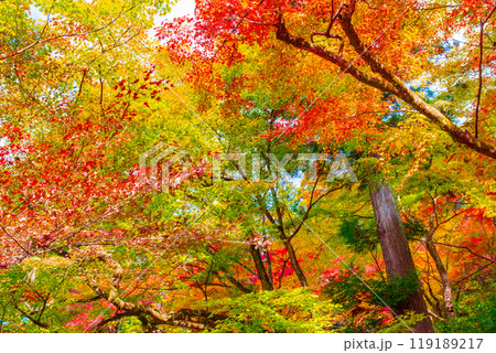 香嵐渓の紅葉 119189217