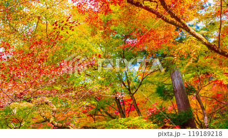 香嵐渓の紅葉 香嵐渓の紅葉 119189218