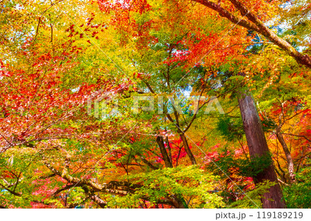 香嵐渓の紅葉 香嵐渓の紅葉 119189219