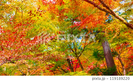 香嵐渓の紅葉 119189220