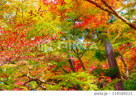 香嵐渓の紅葉 香嵐渓の紅葉 119189221