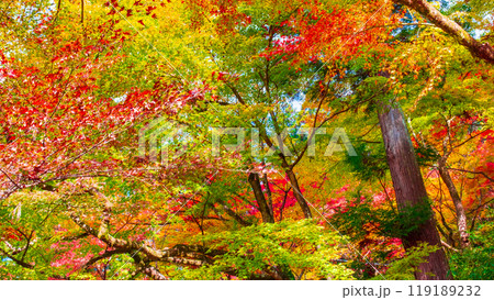 香嵐渓の紅葉 香嵐渓の紅葉 119189232